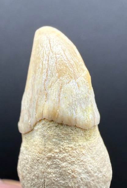 Dolphin Tooth