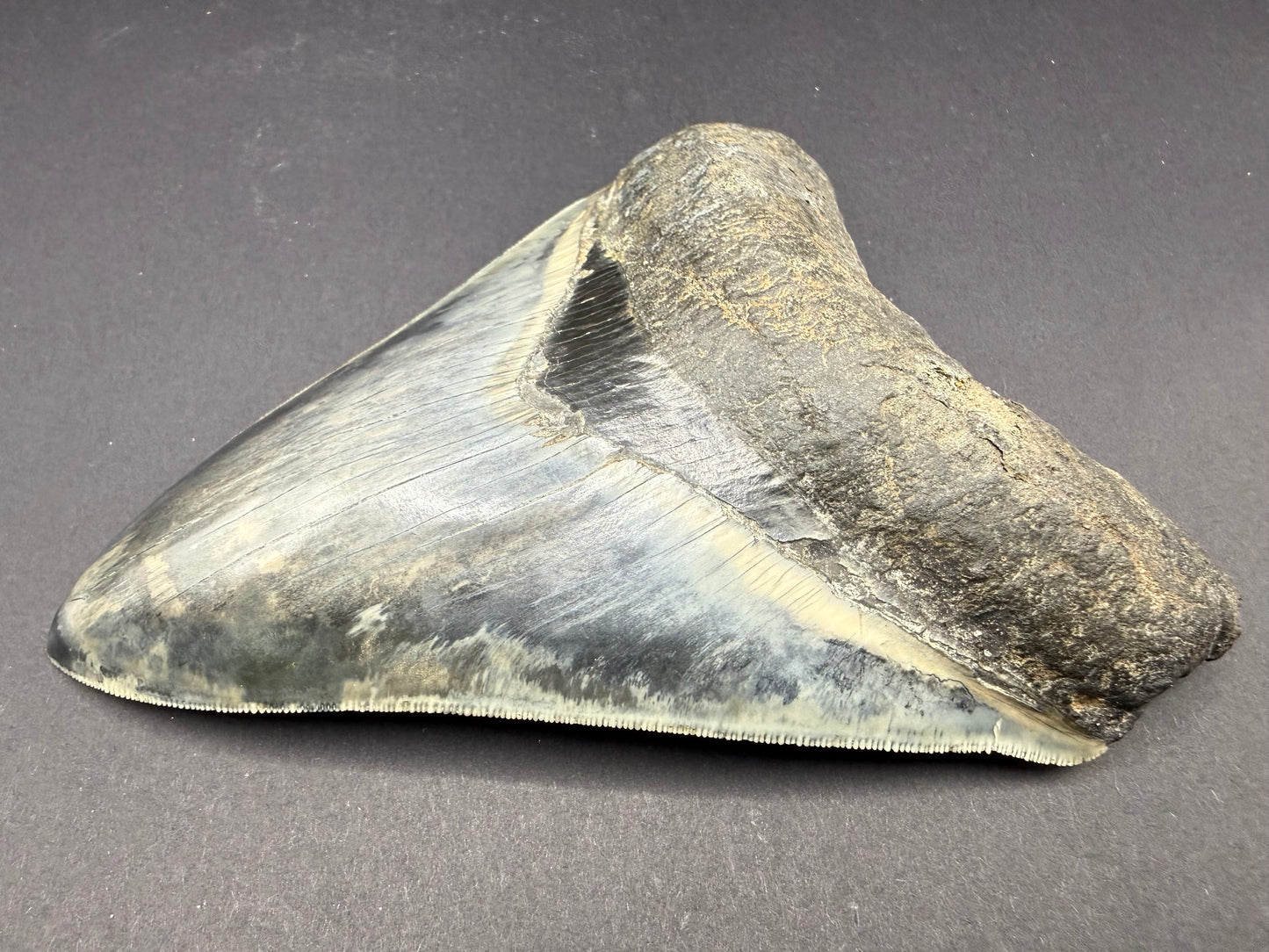 Megalodon Tooth