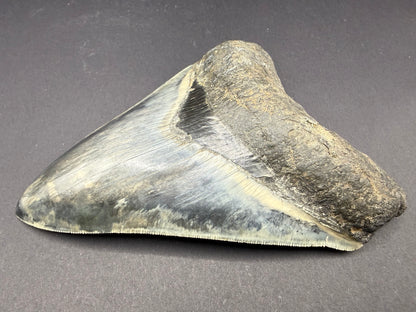Megalodon Tooth