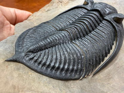 Zilchovaspis Trilobite