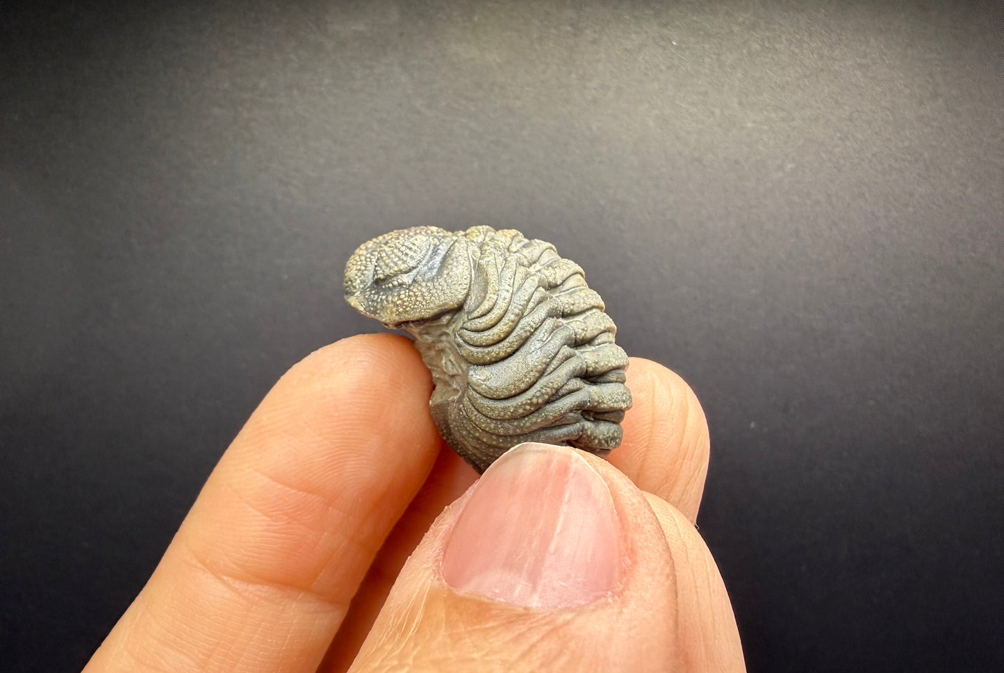 Enrolled Moroccops Trilobite