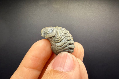 Enrolled Moroccops Trilobite