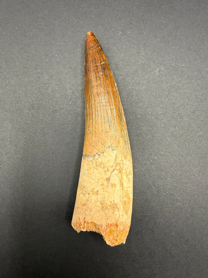 Spinosaurus Tooth