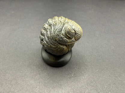 Enrolled Moroccops Trilobite