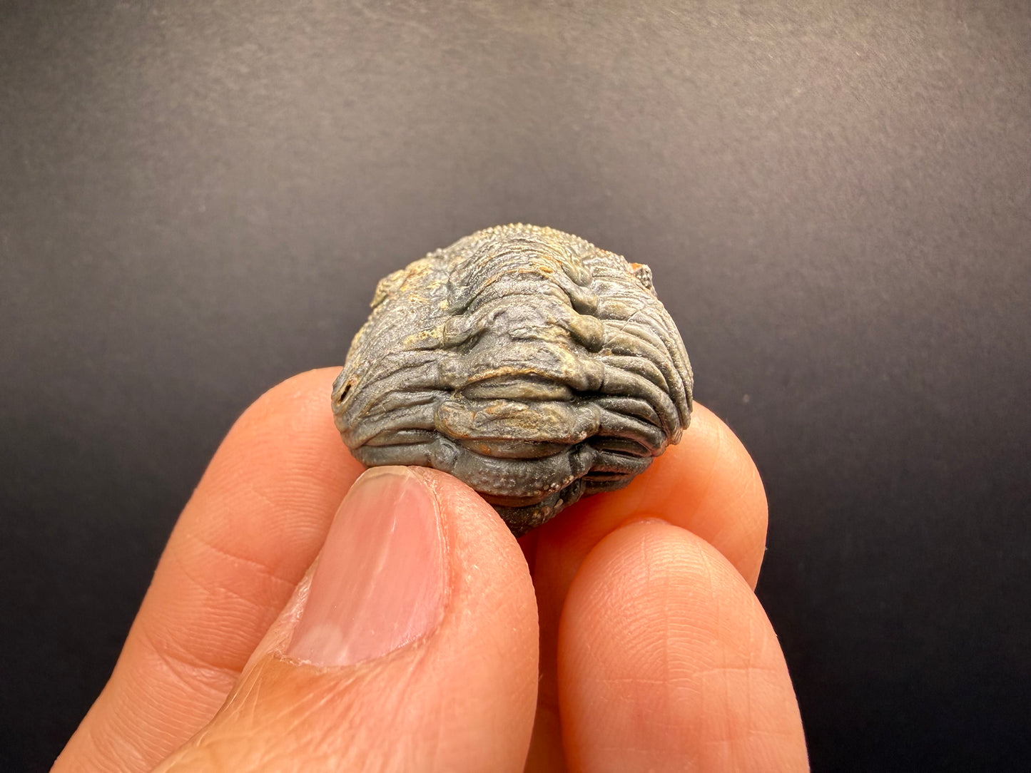 Enrolled Moroccops Trilobite