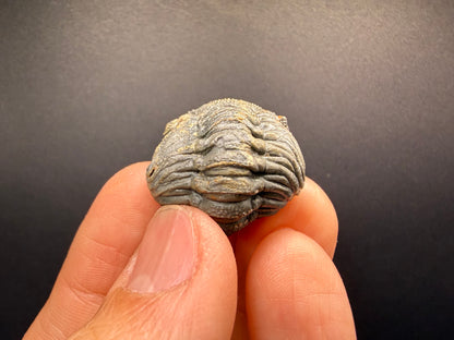 Enrolled Moroccops Trilobite