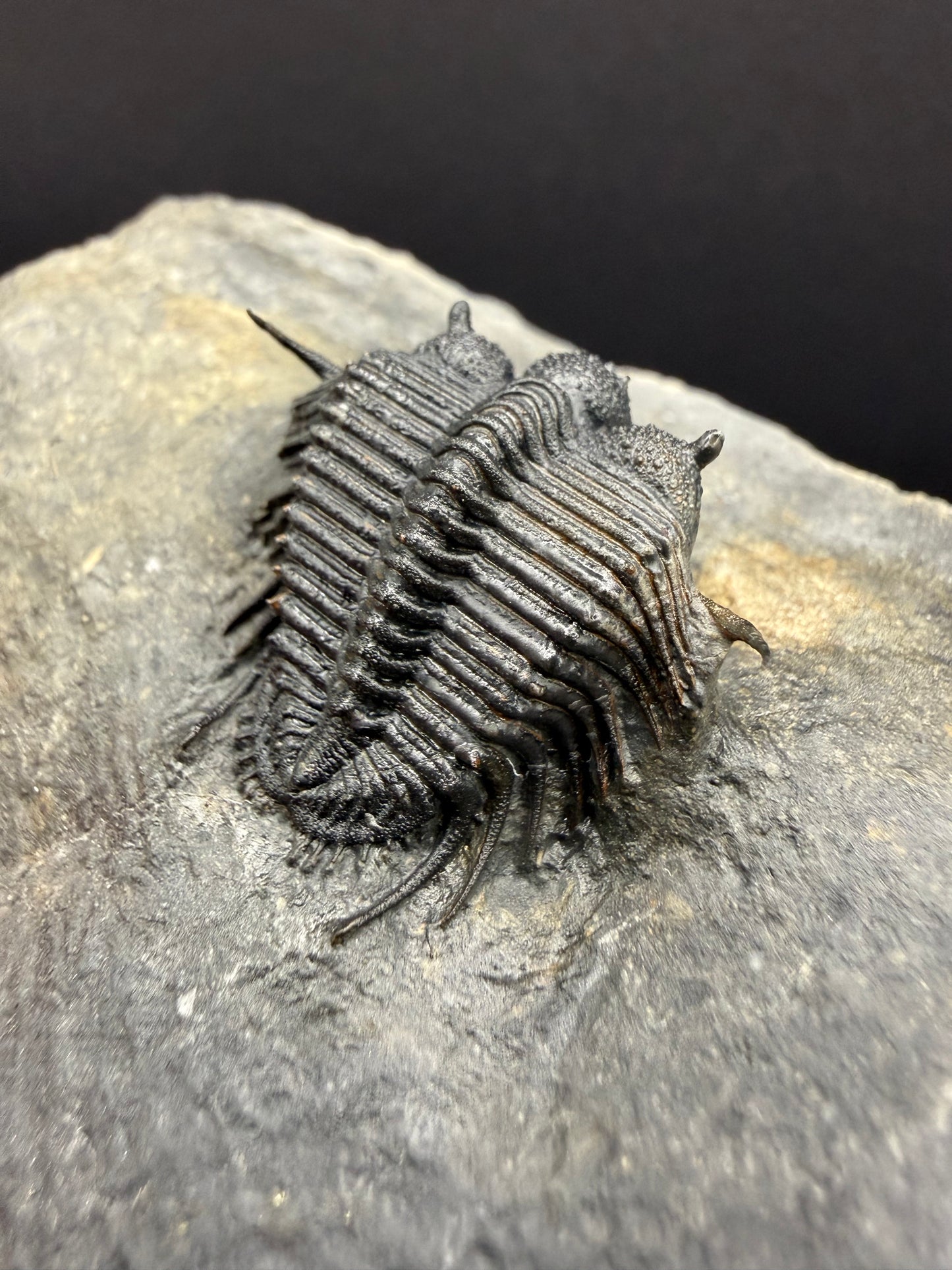 Cyphaspides Trilobite