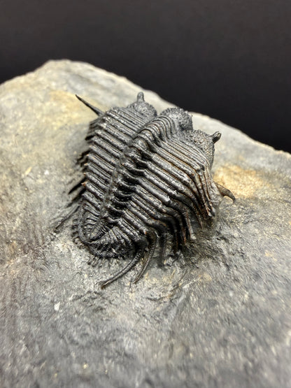Cyphaspides Trilobite