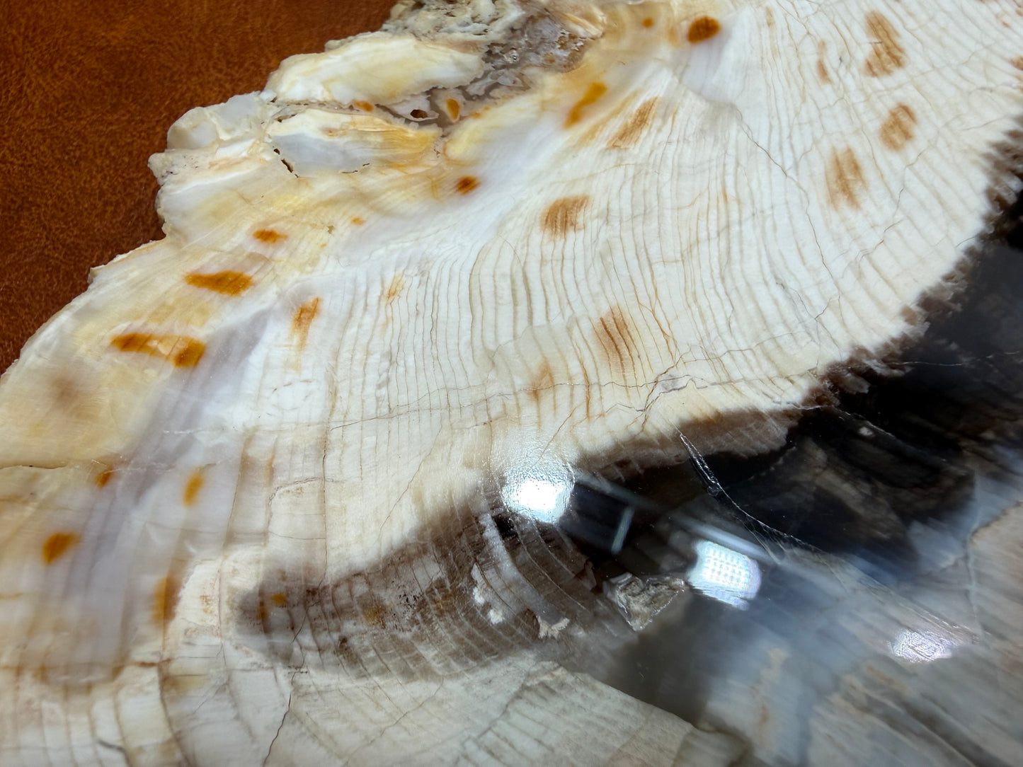 Cypress Petrified Wood