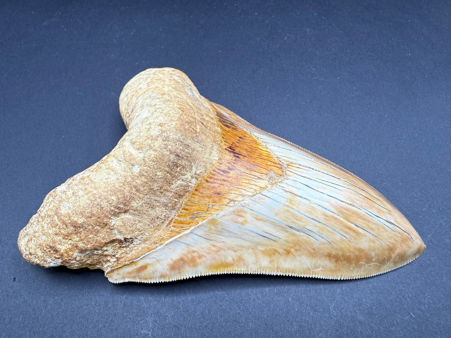 Megalodon Tooth