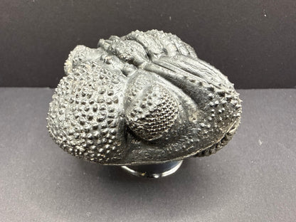 Drotops Trilobite