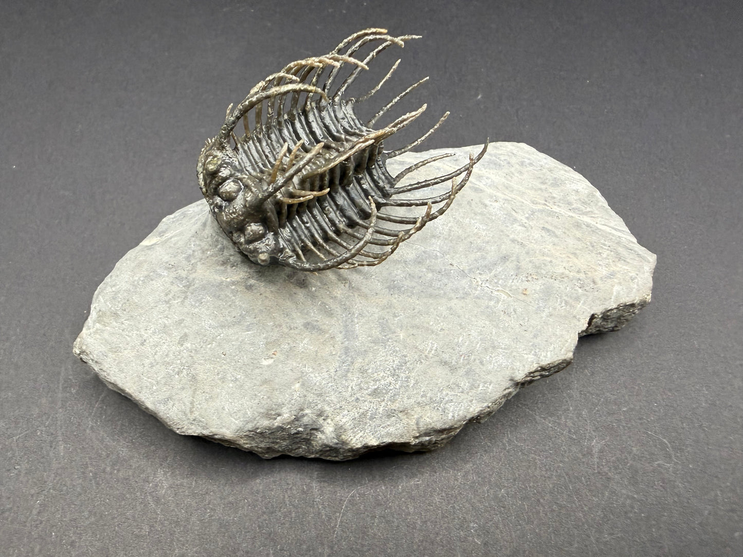 Koneprusia Trilobite