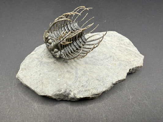 Koneprusia Trilobite