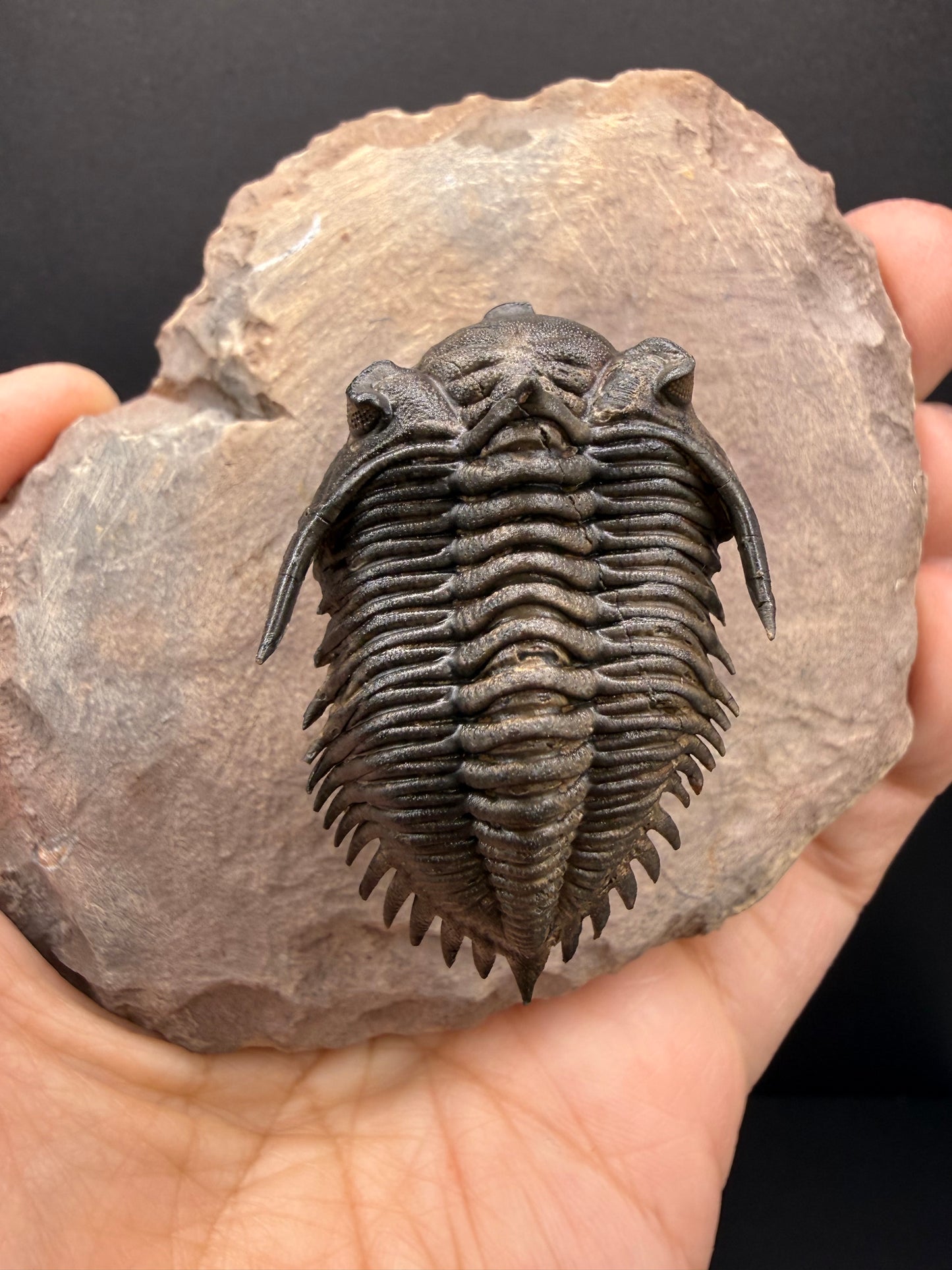 Metacanthina Trilobite