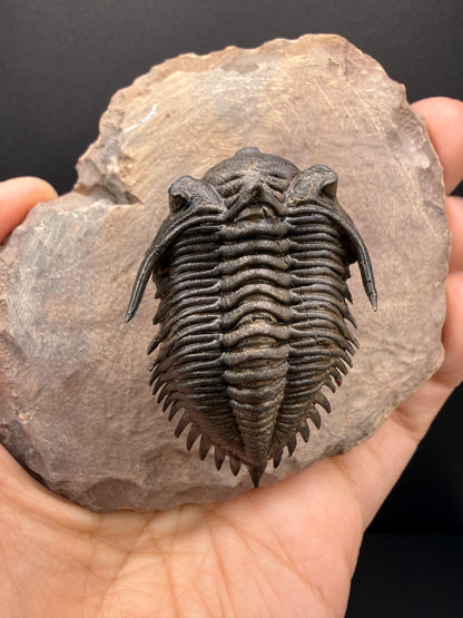 Metacanthina Trilobite