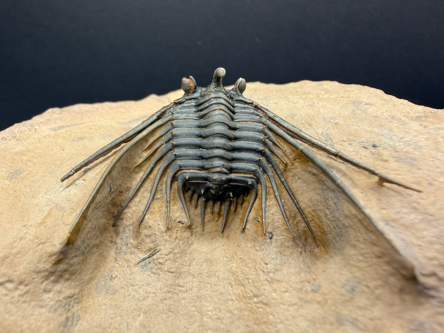 Kettneraspis Trilobite