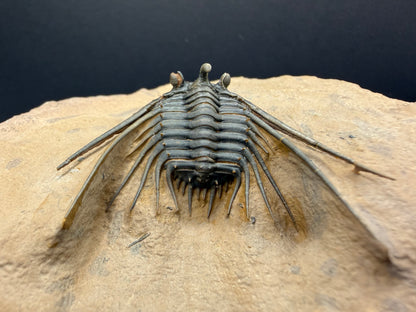 Kettneraspis Trilobite