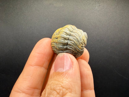 Enrolled Moroccops Trilobite