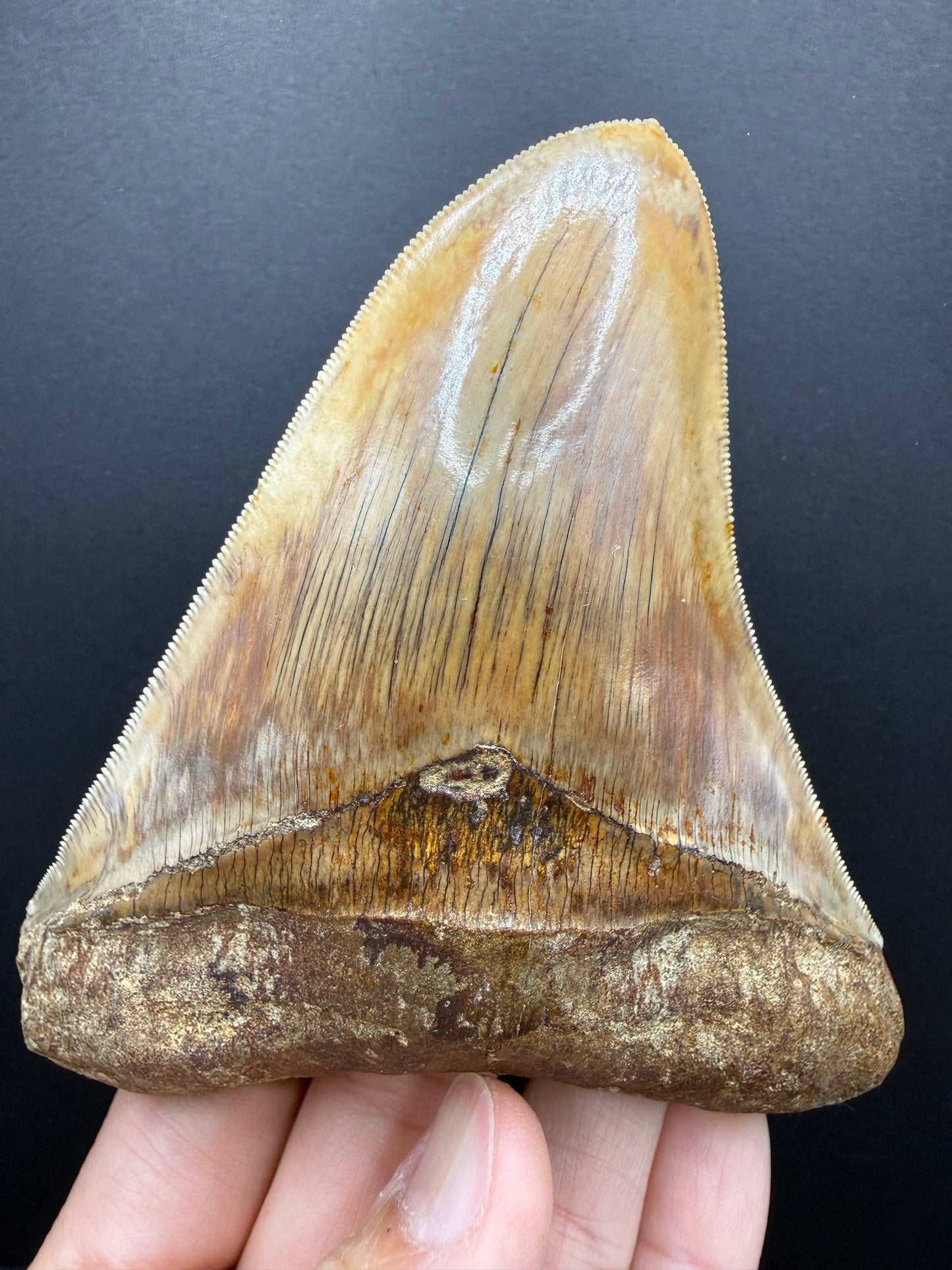 Megalodon Tooth