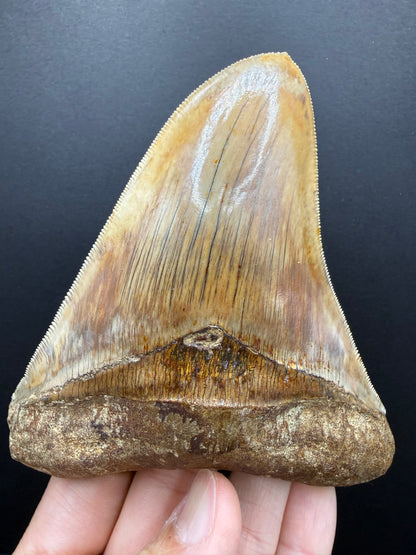 Megalodon Tooth