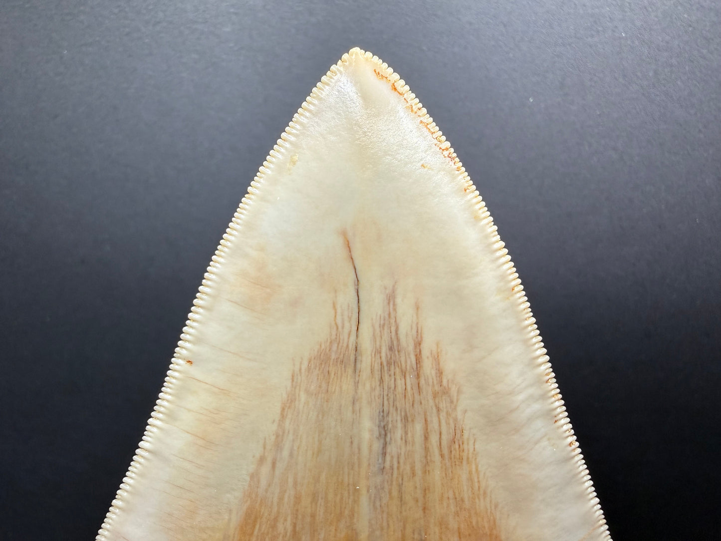 Megalodon Tooth