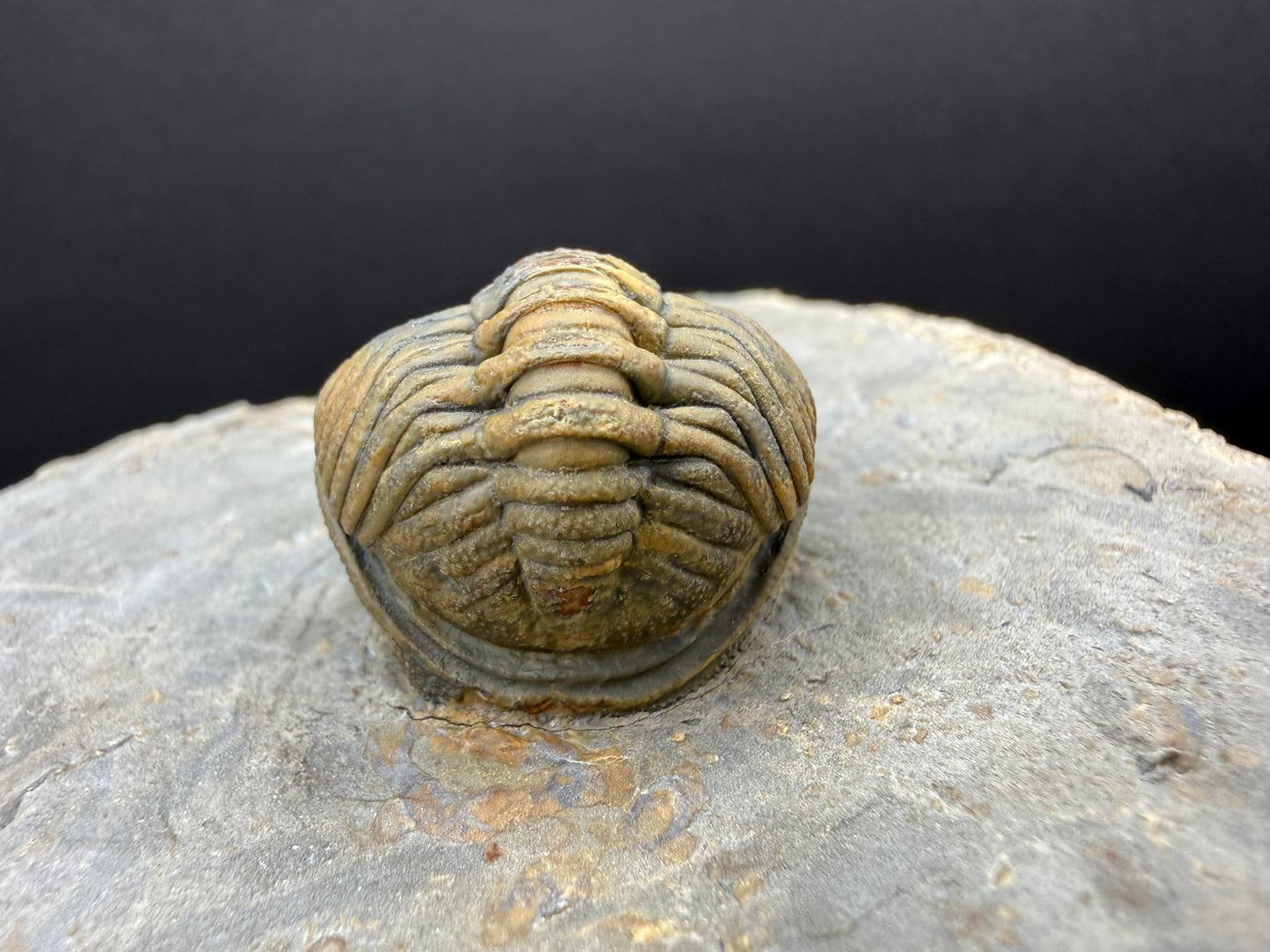 Enrolled Moroccops Trilobite