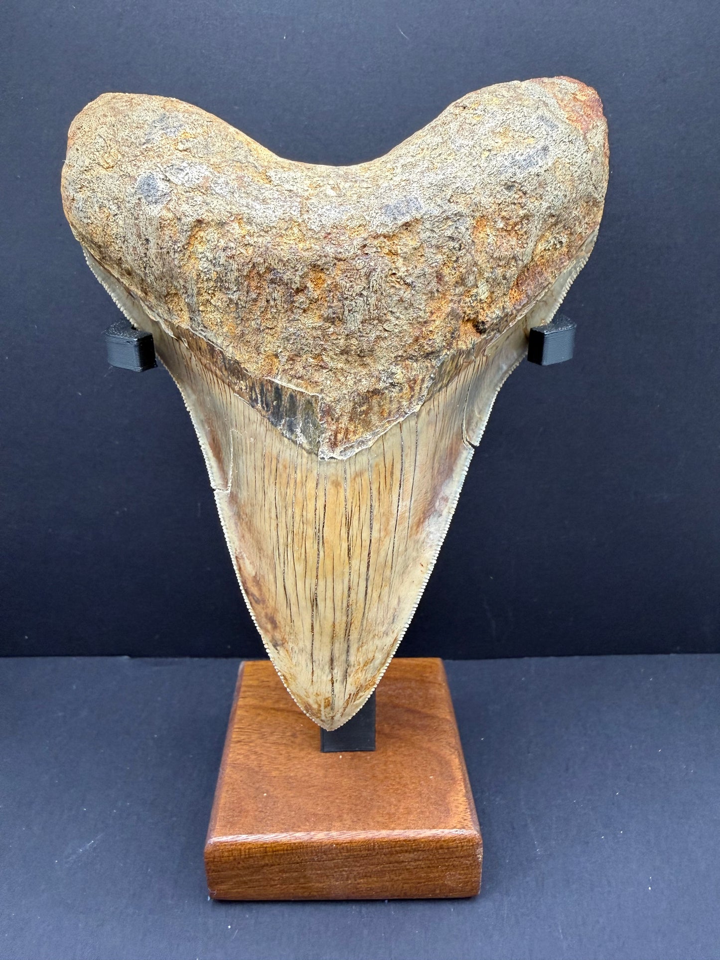 Megalodon Tooth