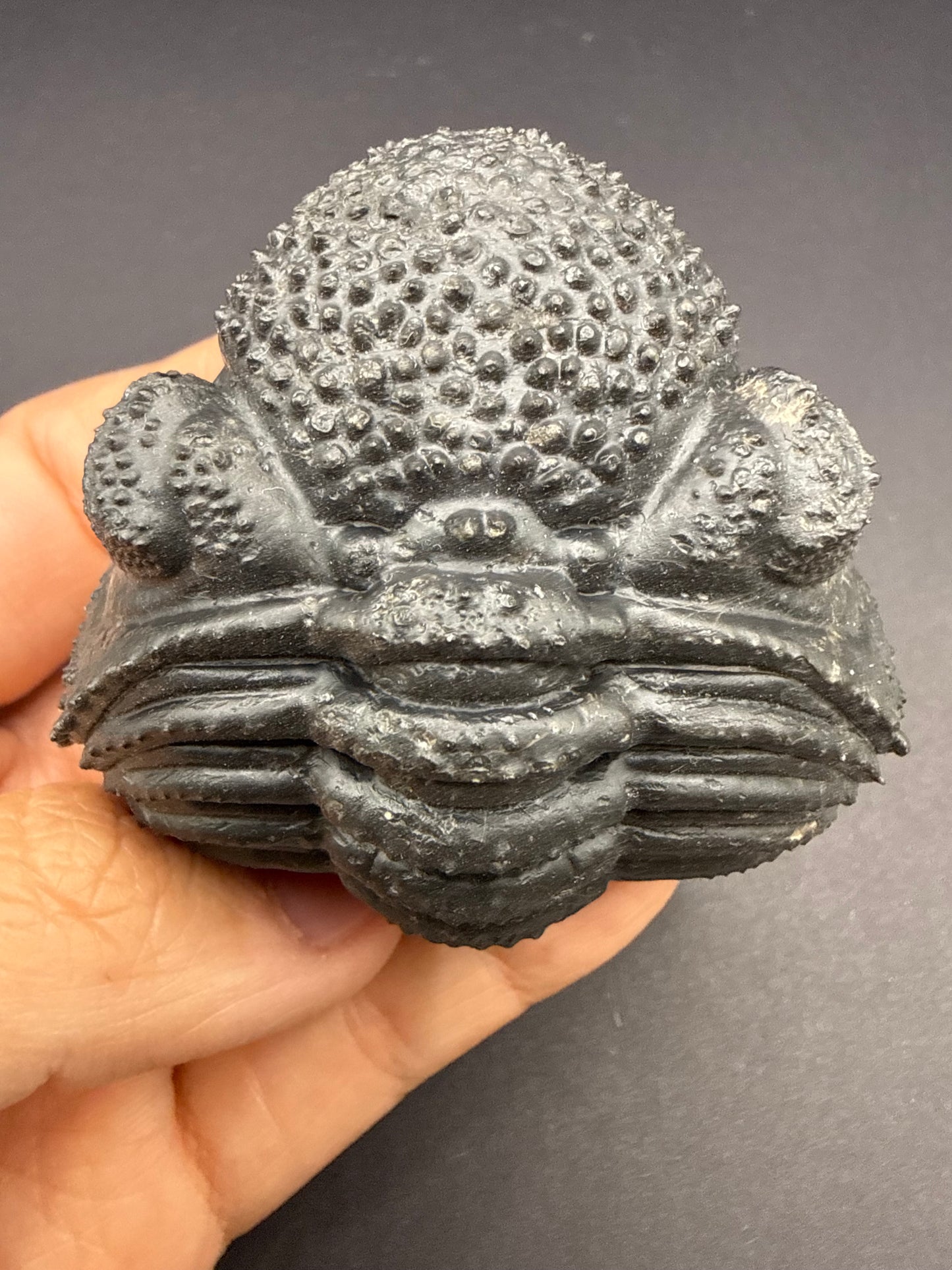 Drotops Trilobite