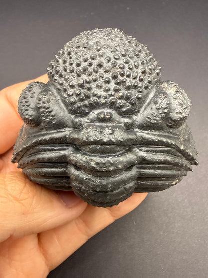Drotops Trilobite