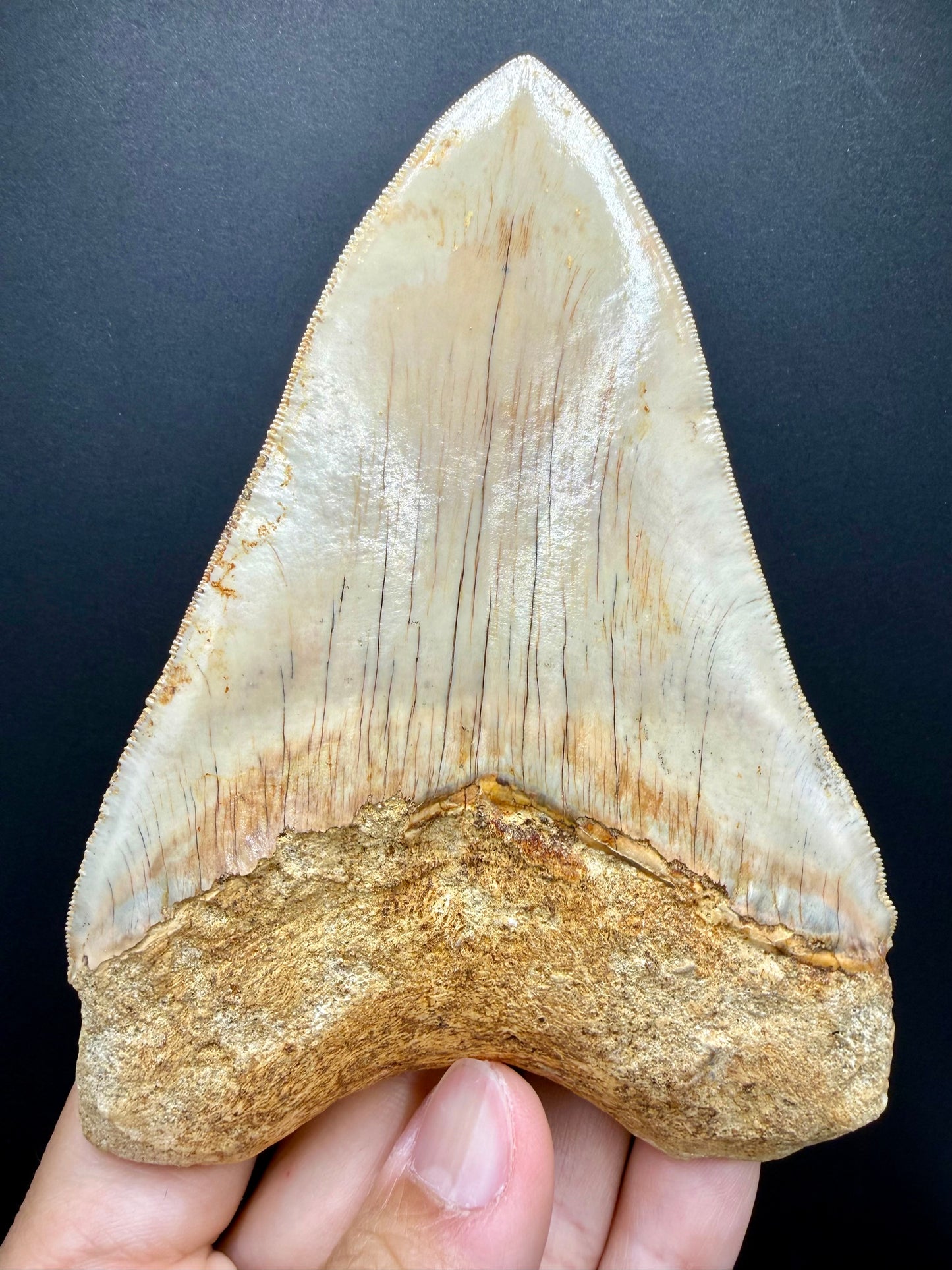 Megalodon Tooth