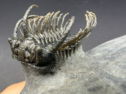 Koneprusia Trilobite