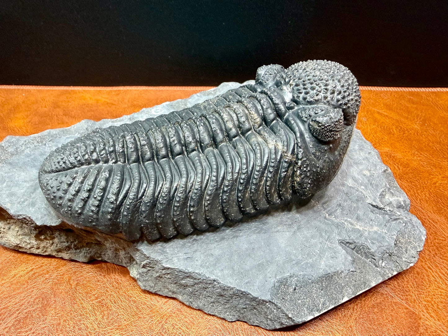 Drotops Trilobite