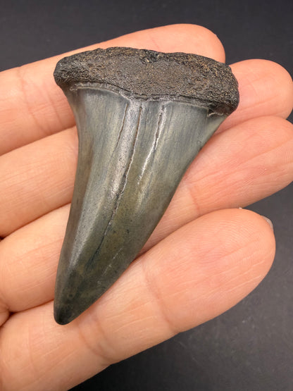 Hastalis Tooth