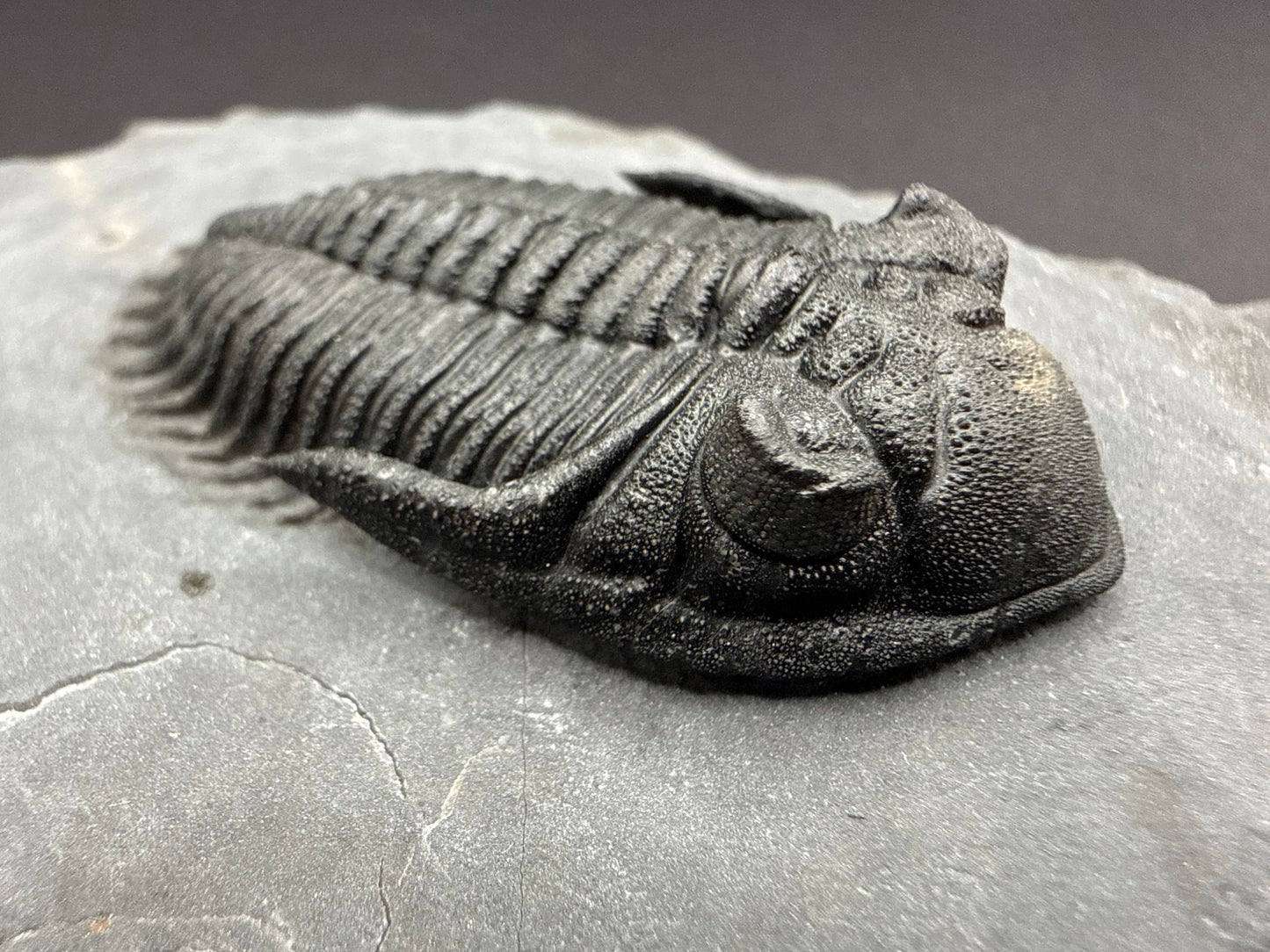 Metacanthina Trilobite