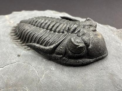 Metacanthina Trilobite