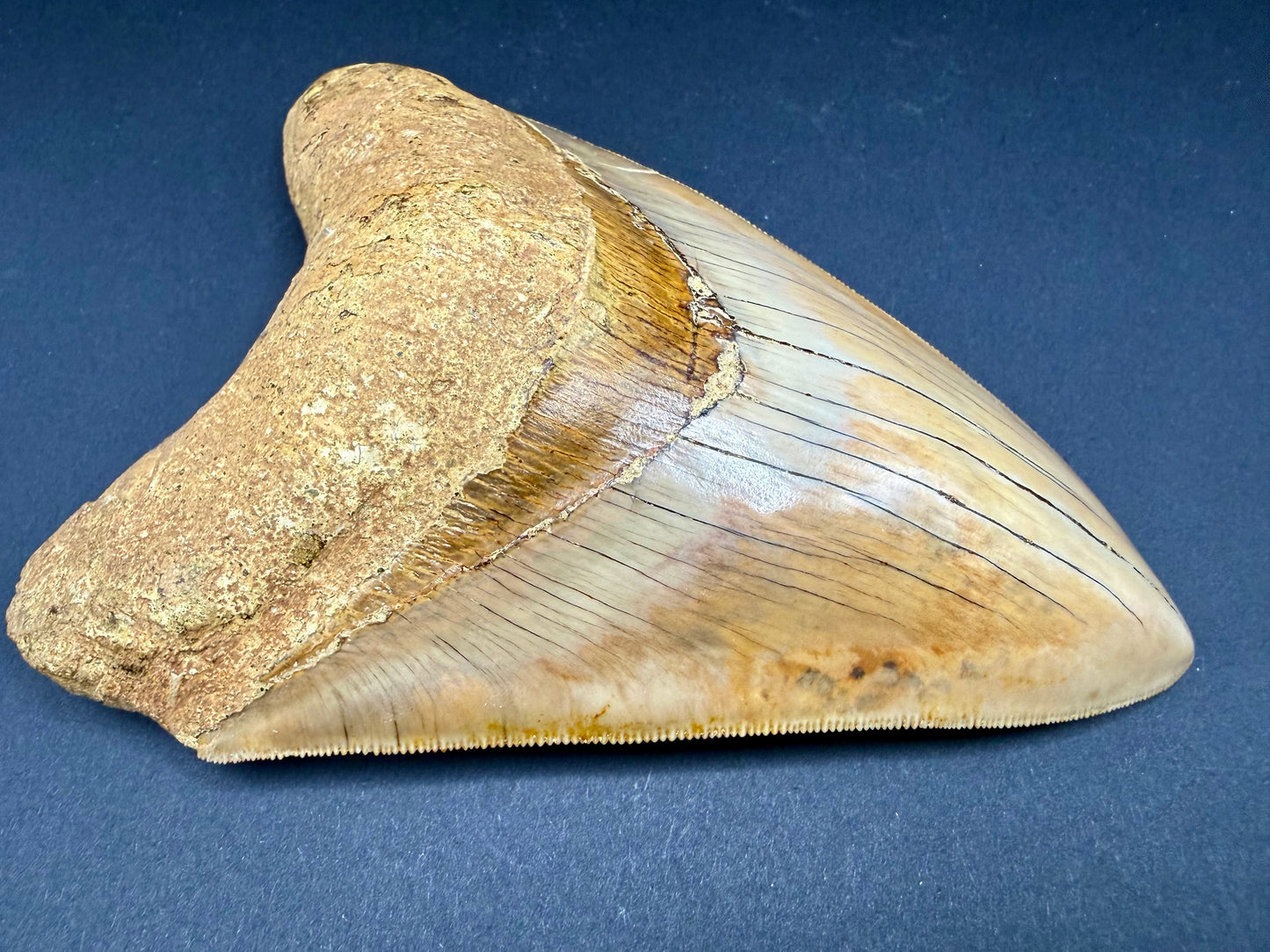 Megalodon Tooth