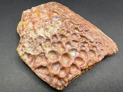 Crocodile Osteoderm