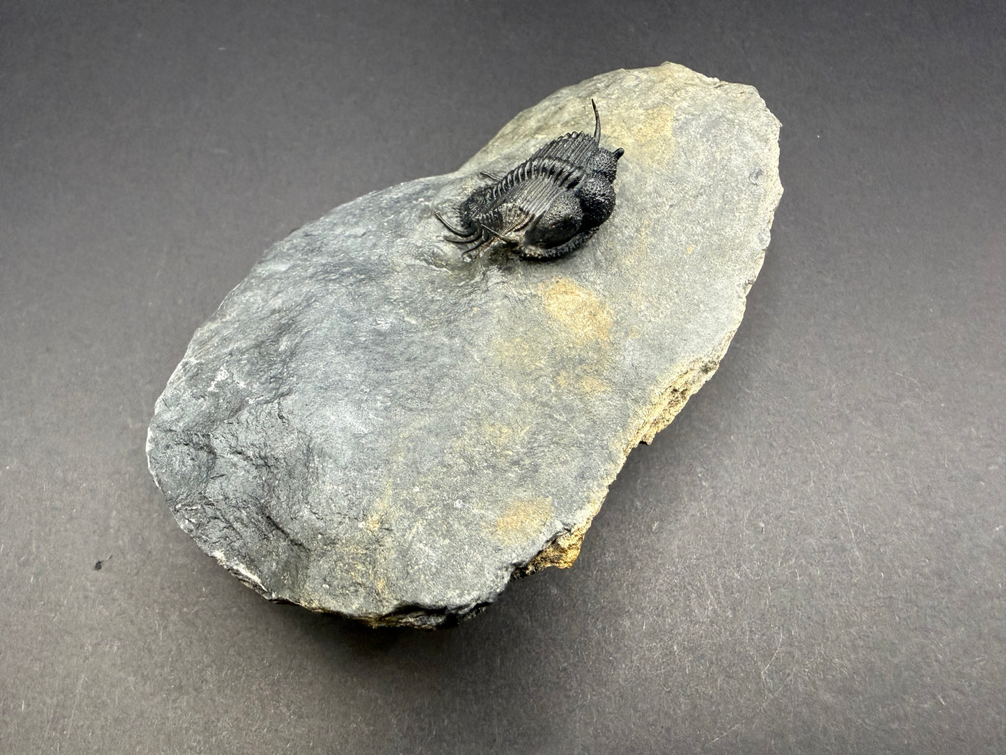 Cyphaspides Trilobite