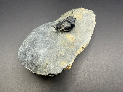 Cyphaspides Trilobite