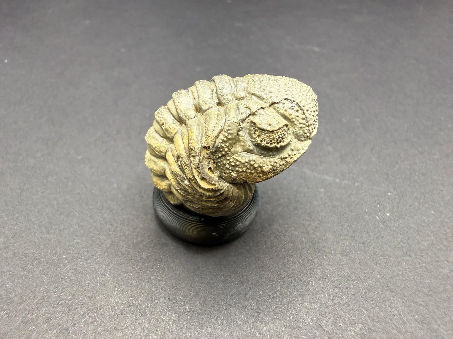 Enrolled Moroccops Trilobite