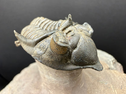 Metacanthina Trilobite