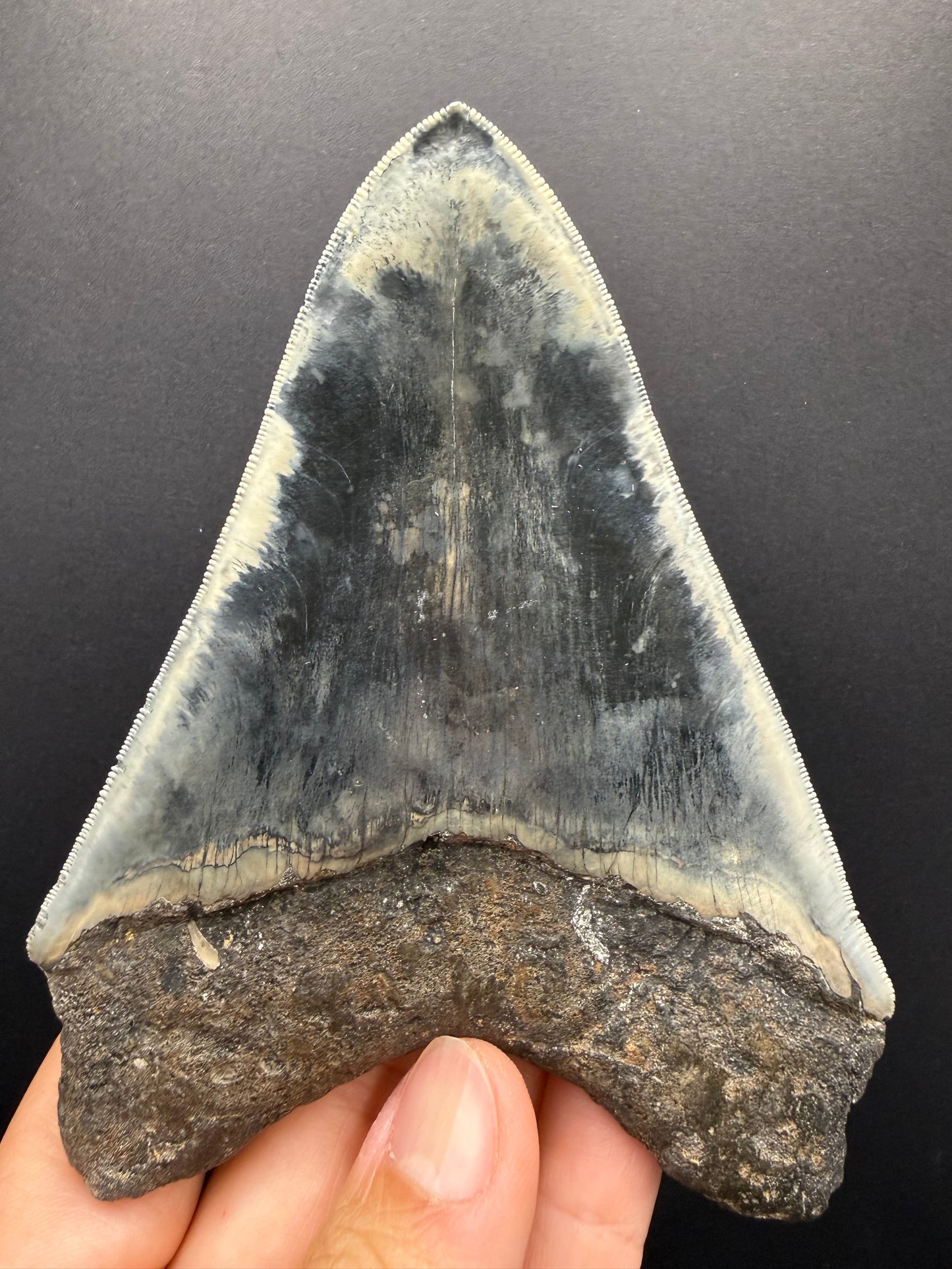 Megalodon Tooth