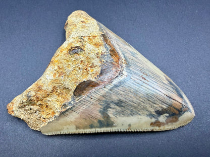 Megalodon Tooth