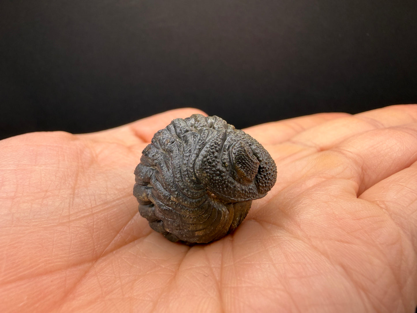 Enrolled Moroccops Trilobite