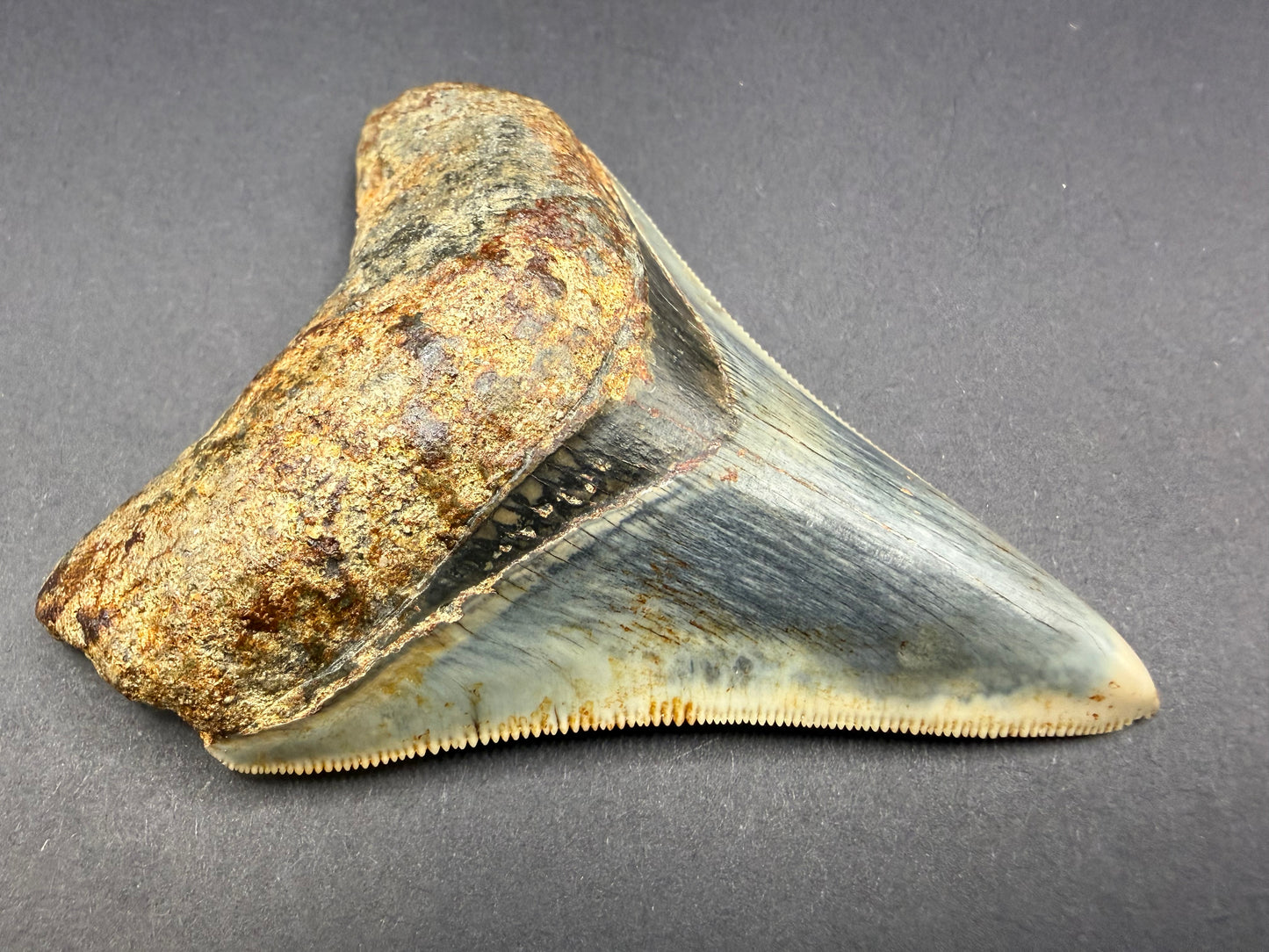 Megalodon Tooth