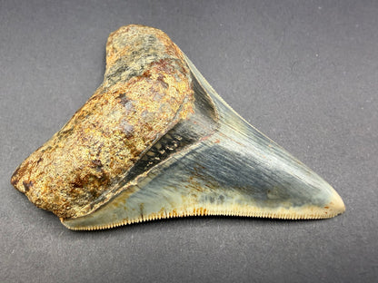 Megalodon Tooth