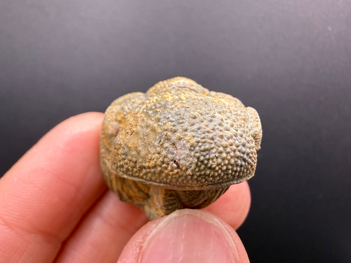 Enrolled Moroccops Trilobite