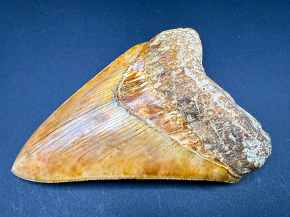 Megalodon Tooth