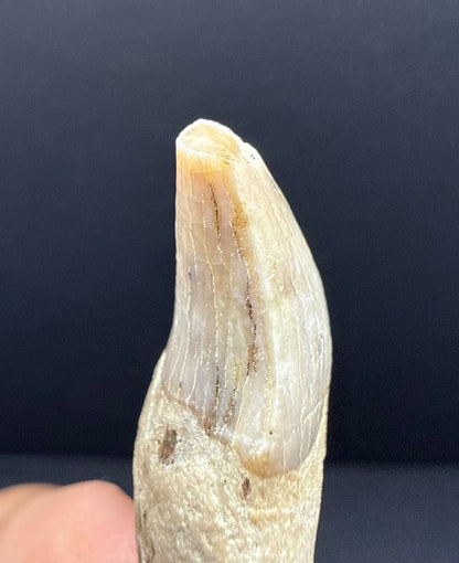Dolphin Tooth