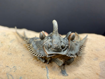 Kettneraspis Trilobite